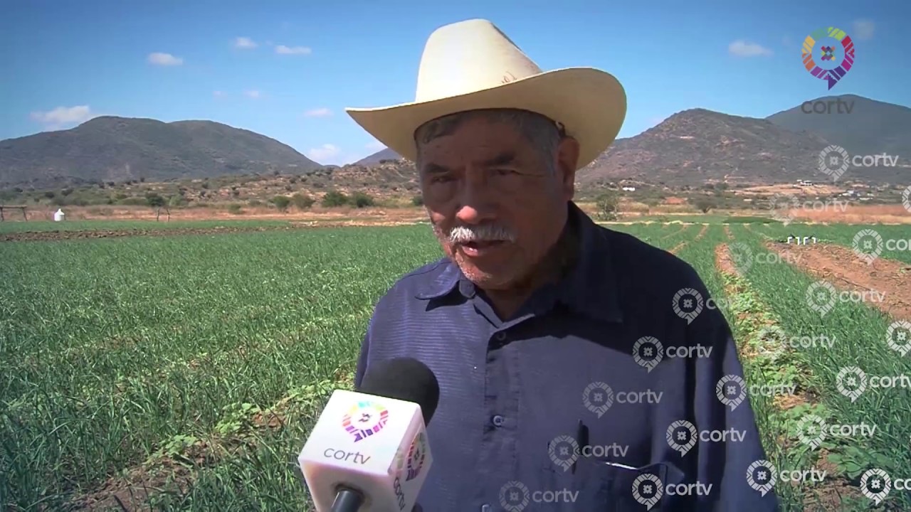 PRODUCCIÓN DE AJO