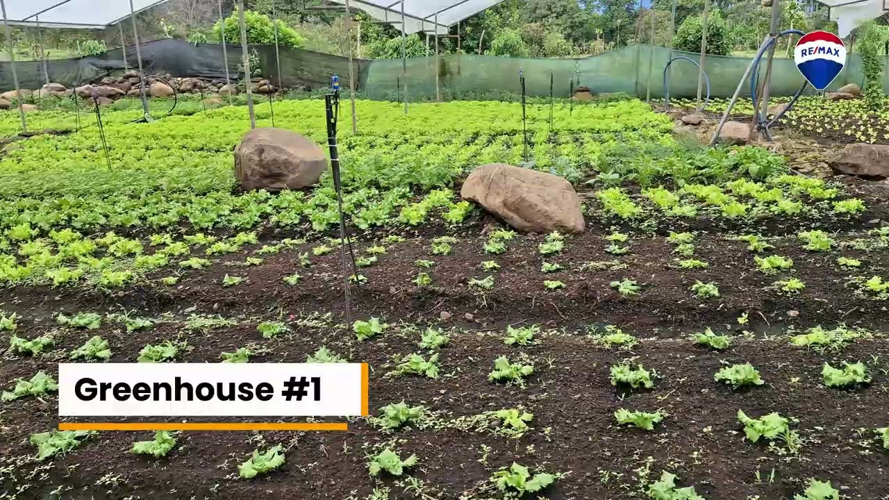 Beautiful Organic Farm For Sale In The Heart Of  Cajon Perez Zeledon, High Potential Property