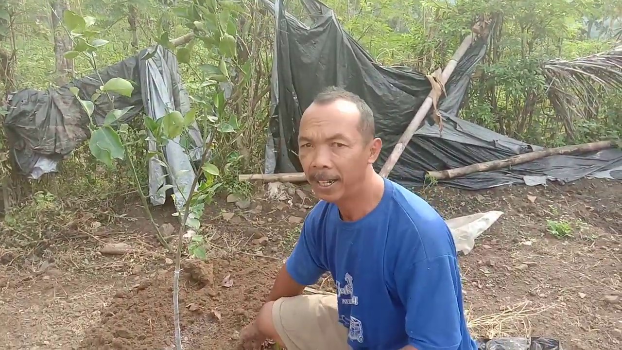 Cara menanam jeruk keprok