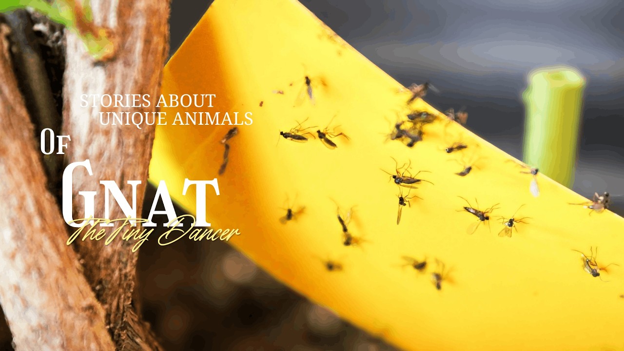 Why Gnats Fly Directly Into Your Eye (It’s Not an Accident)