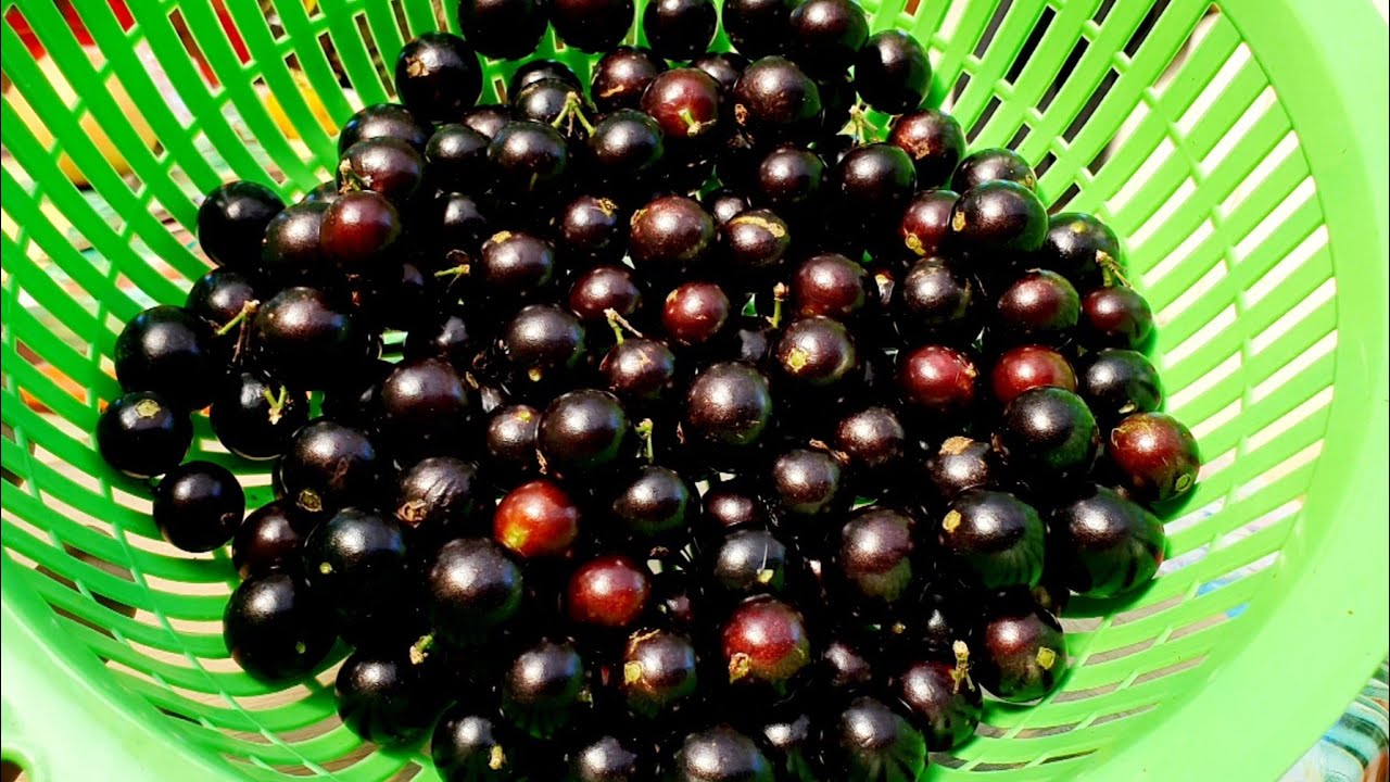 12 yo Jaboticaba Tree First Decent Crop + All My Other Varieties
