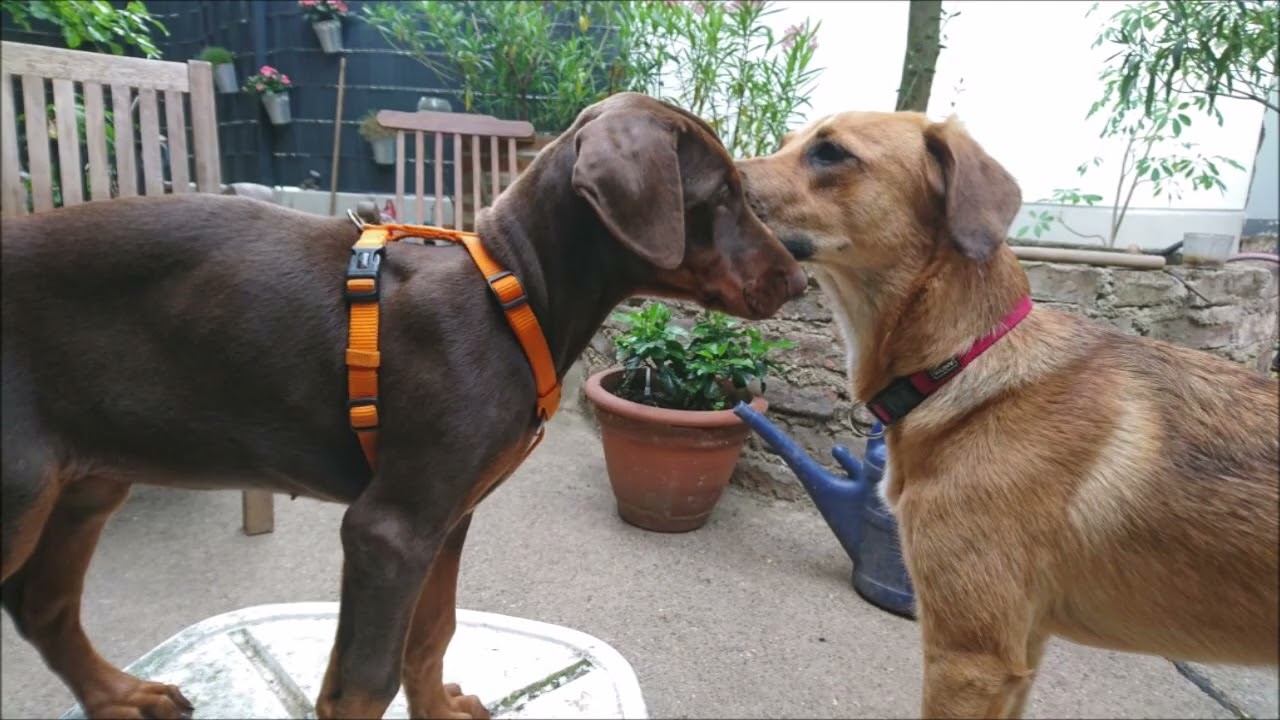 Ämbis Welt: Eine Doberfrau macht sich auf ins Leben.