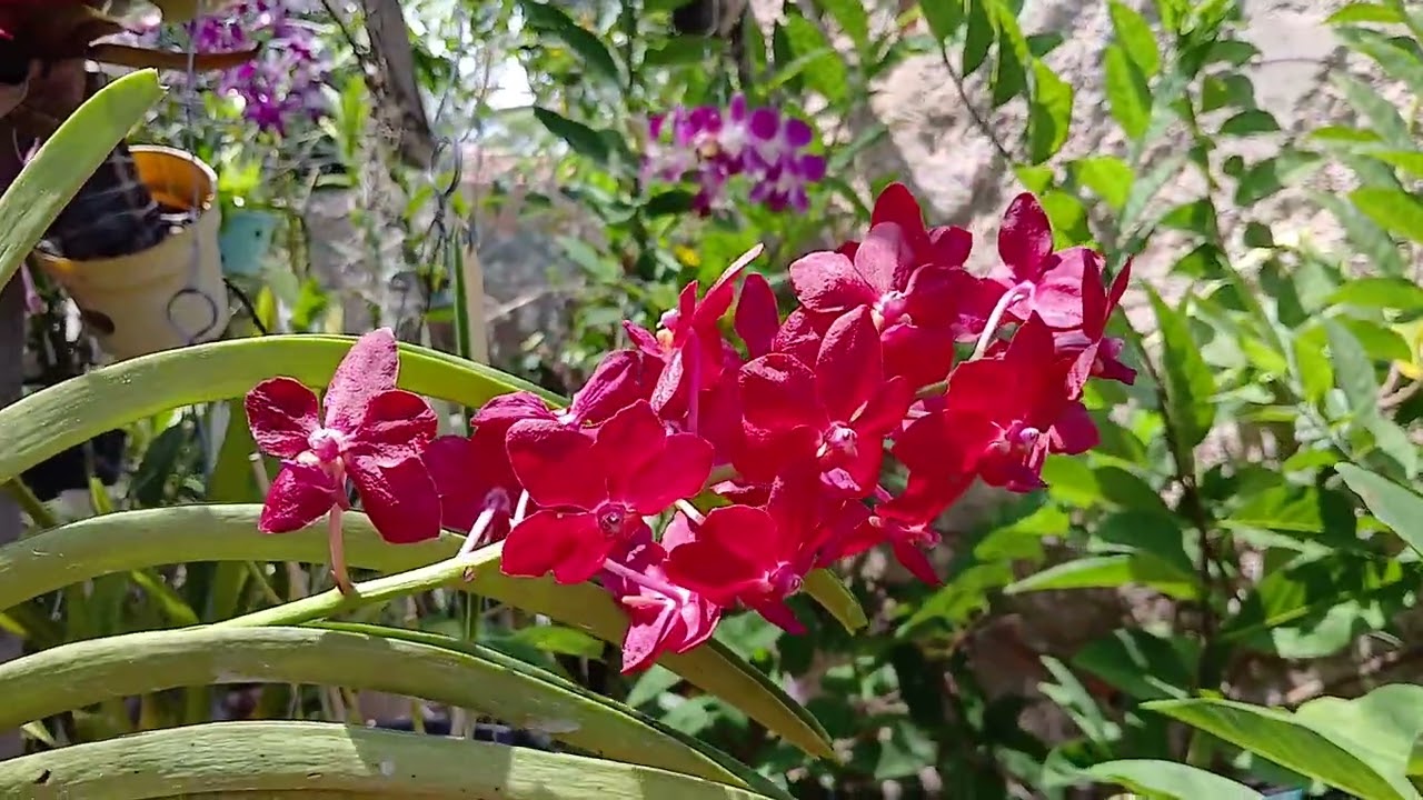 🔴 MEU JEITO SIMPLES DE CULTIVAR ORQUÍDEAS 
