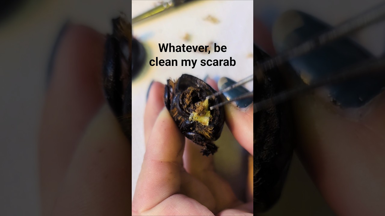 Who knew cleaning taxidermy beetles could be so satisfying? #asmr #asmrcrunchy #scarab #beetle