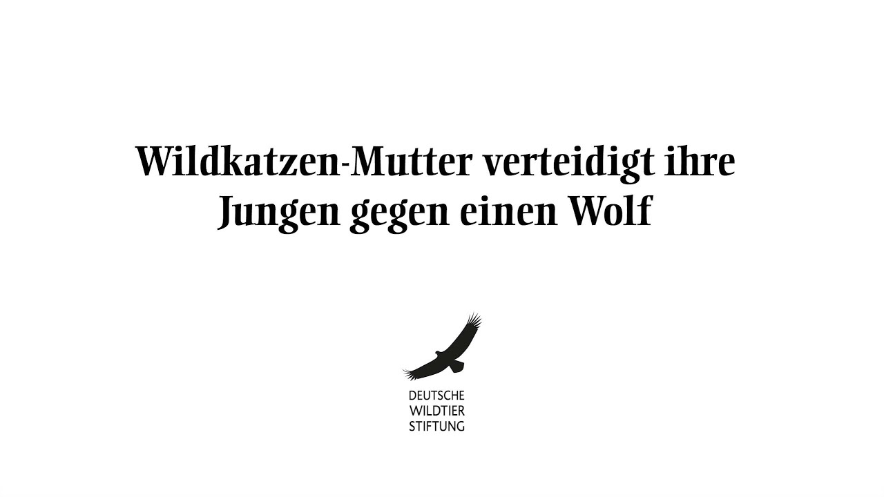 Wildkatzen-Mutter verteidigt ihre Jungen gegen einen Wolf
