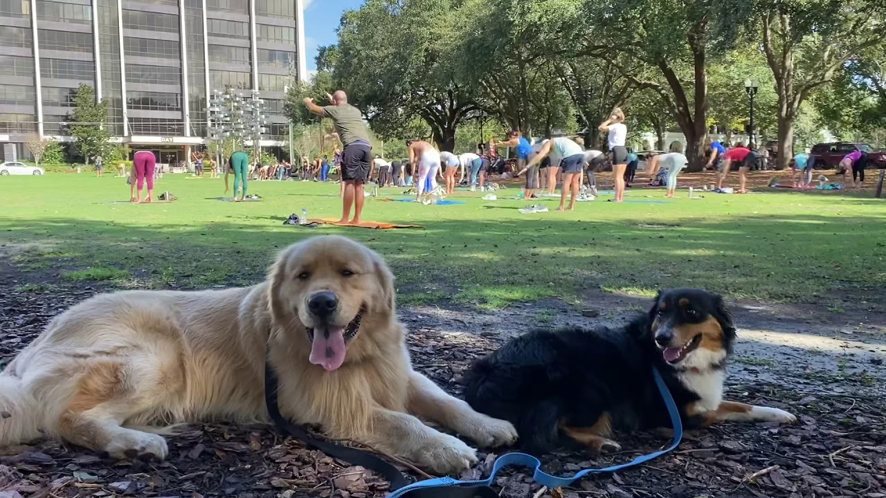 Obnoxiously Adrenalized Golden Retriever Transformed In Two Weeks