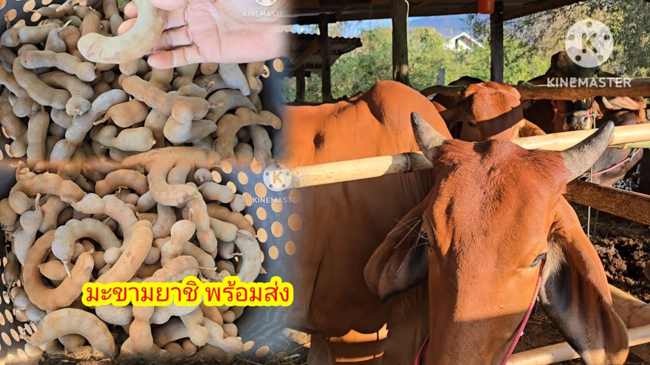 บุญเหลือบุญรอด เมื่อ เจอ ย่าอถึงกับทำแบบนี้#ป้าแต๋นชาเเนล 