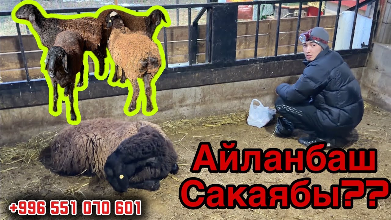 СИЗ КҮТКӨН ВИДЕО БОЛДУ 🔥✅🤲