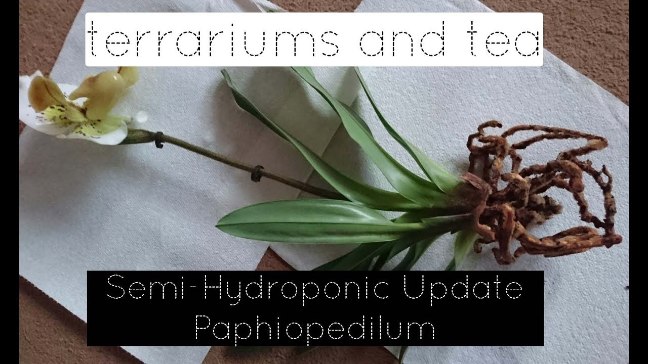 Semi Hydroponic Paphiopedilum Update