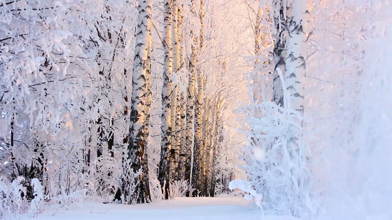 Sunrise at the Snowy Forest - Winter Morning Ambience