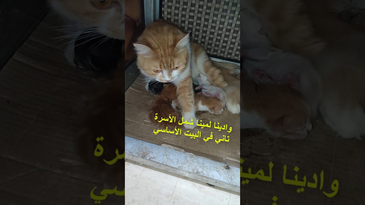 الفيديو كامل بعد اسبوع من الولادة القطة خبت عيالها ومعرفتش ترجعهم تاني !😏