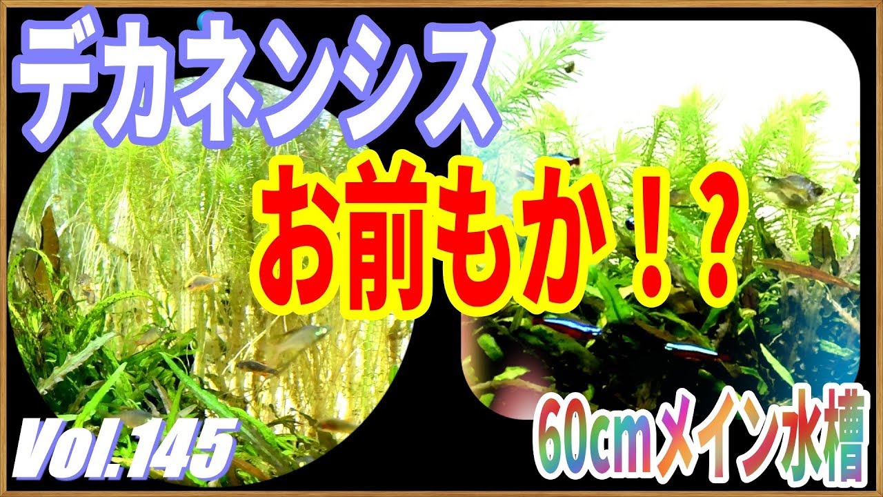 【60cmメイン水槽】元気だったポゴステモン・デカネンシスまで・・・(涙)　#145