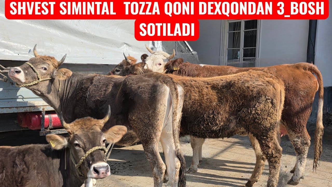 SIMINTAL SHVEST YETUK XUNOJIN KUNI QOLGAN BOʻGʻOZLAR 4_BOSH  SOTILADI 