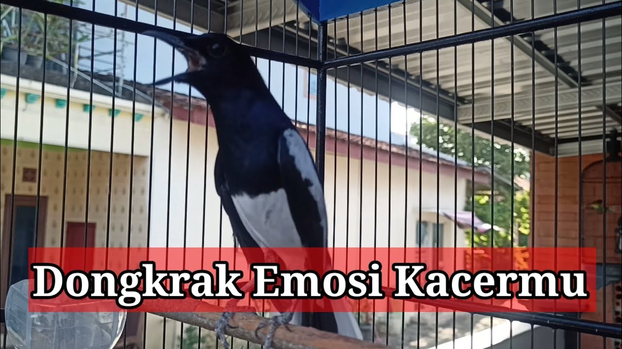 KACER GACOR PENDONGKRAK EMOSI #kacer #kacergacor #kacermania 