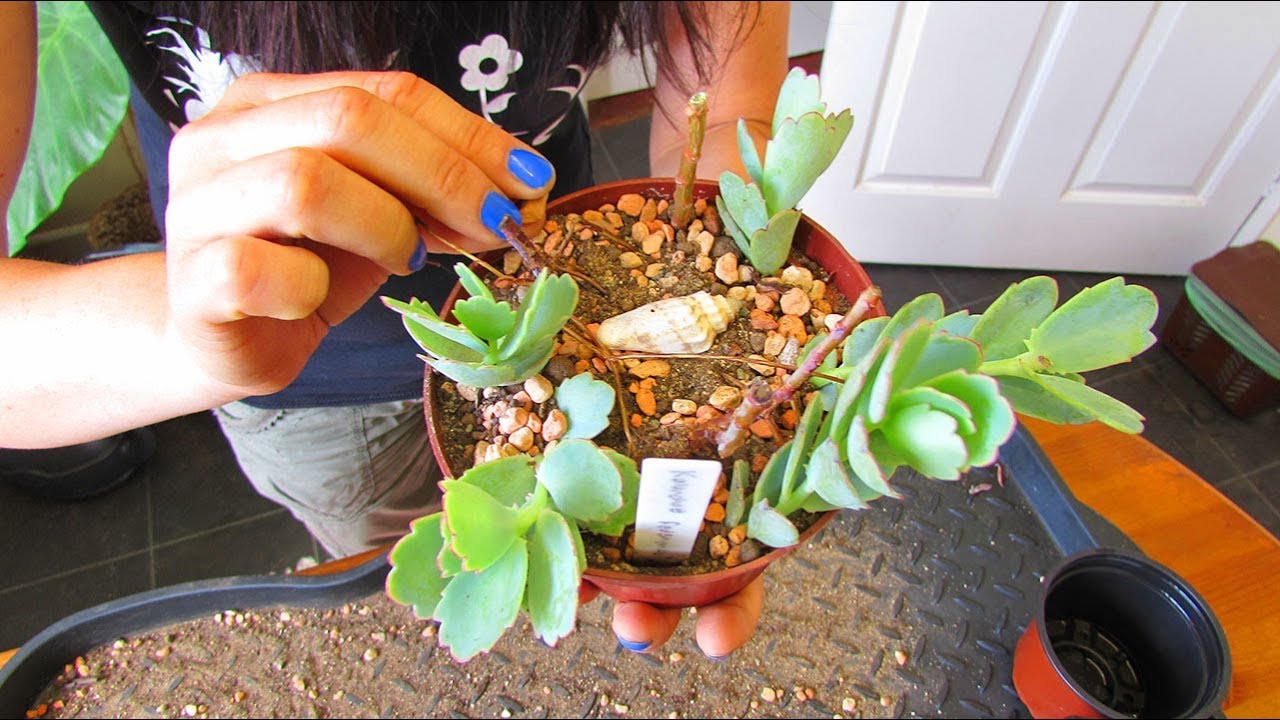 Repotting my Kalanchoe fedtschenkoi Succulent Plant and planting Cuttings - Lavender Scallops