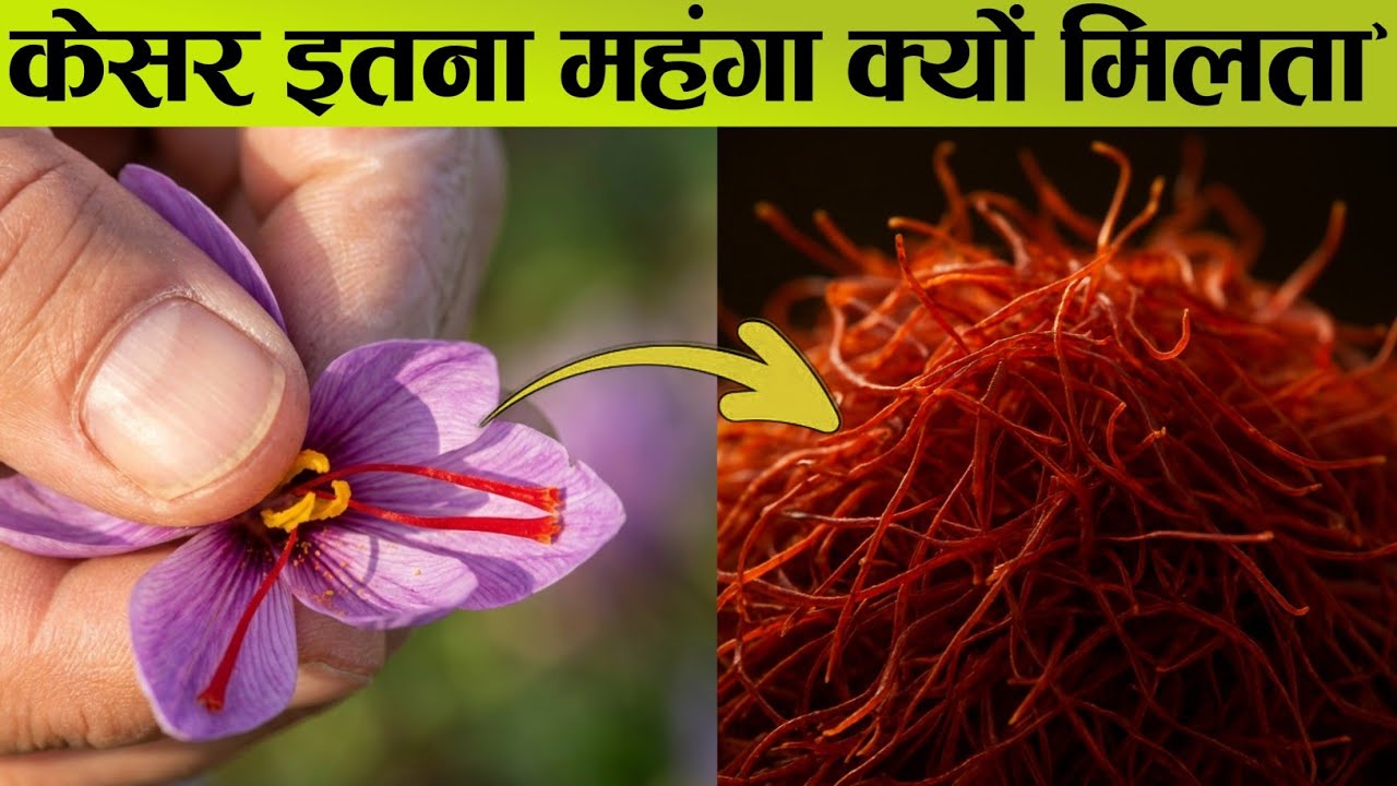 केसर इतना महंगा क्यों होता है? Kesar Itna Mahnga Kyun Hota hai?