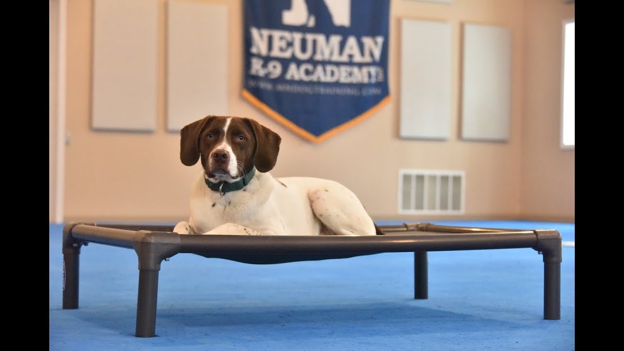 Gunnar (Lab/Spaniel) Boot Camp Dog Training Video Demonstration