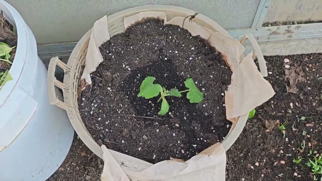 Mein Experiment für frühen Ertrag🤩