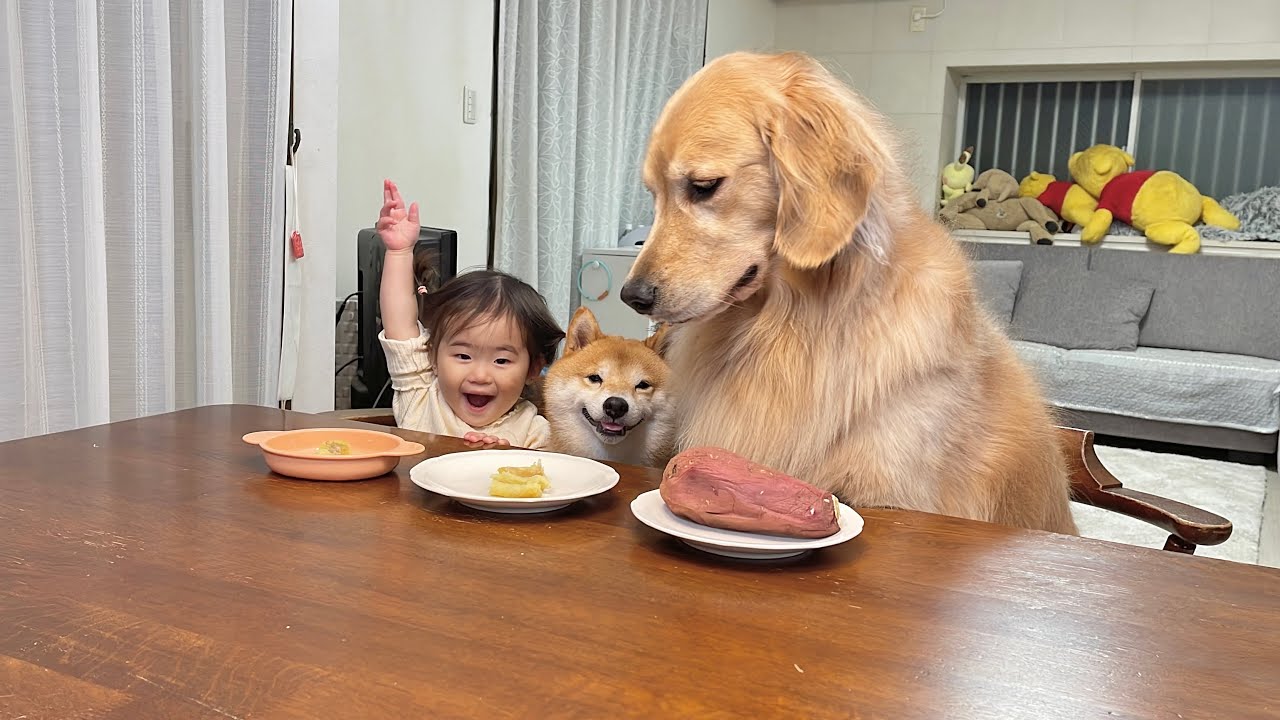 まるで人間のようにダイニングチェアに座り食事する豆柴とゴールデンレトリバーが可愛すぎました...