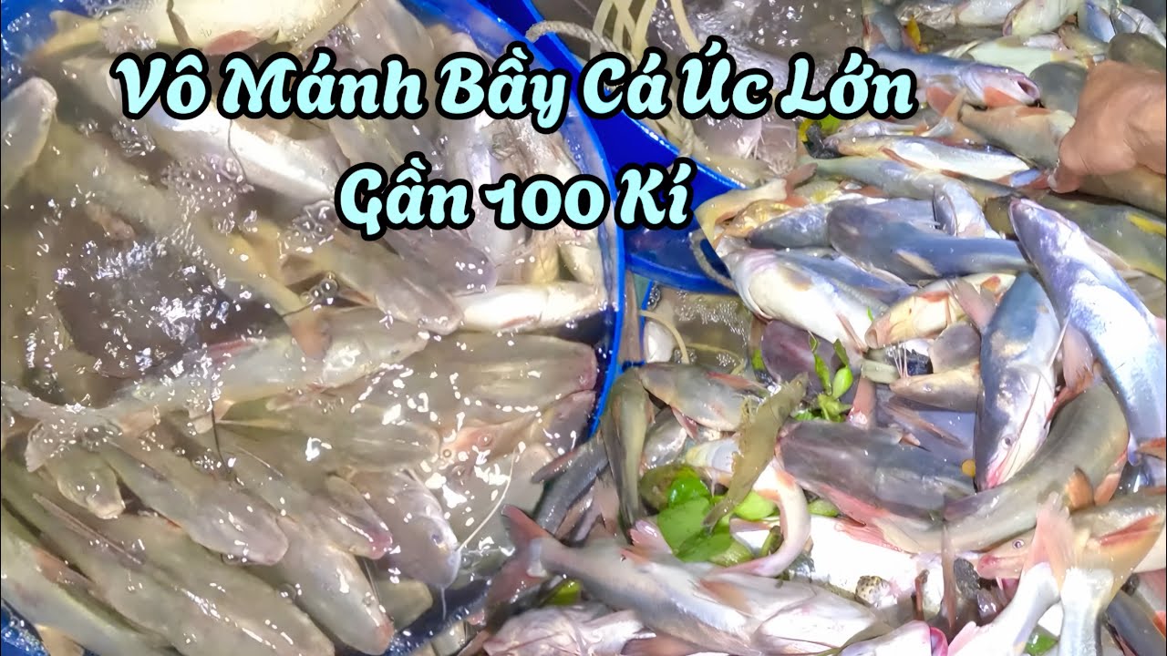 [Phần 1] Lưới Lớn Trúng Lớn| Chuyến Te Đêm Bội Thu Tôm Sú Biển Tôm Càng Cá Chẽm Cá Úc Lớn|| TCNTV