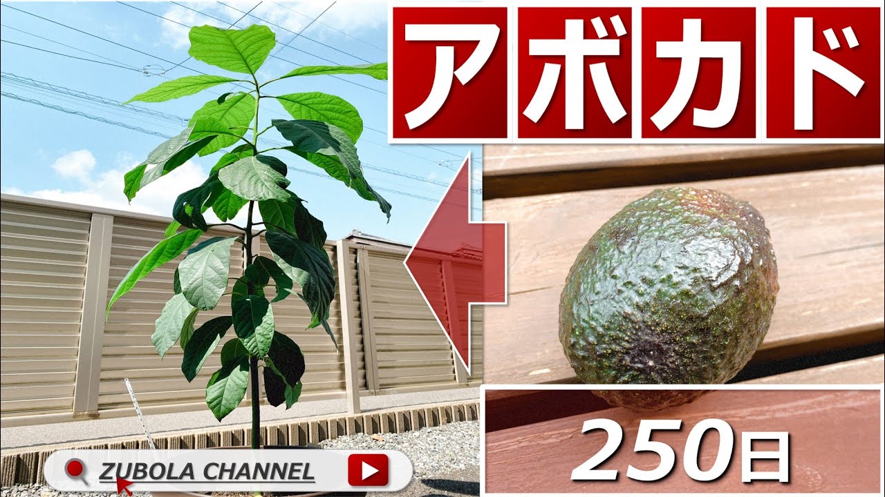 家庭菜園初心者のアボカド250日の栽培記録！水耕栽培とプランター栽培の育て方について