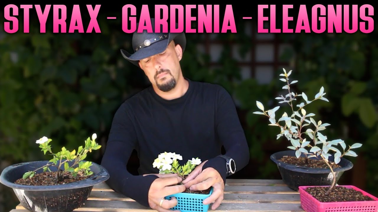 Bosai Zero Styrax Japonica + Eleagnus + Gardenia