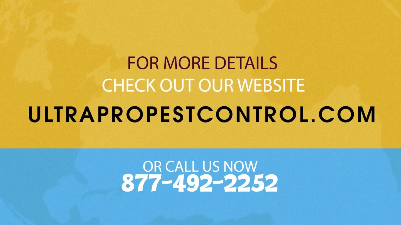 Integrated Pest Management For Keeping Rodents Out of Your Warehouse 2/5