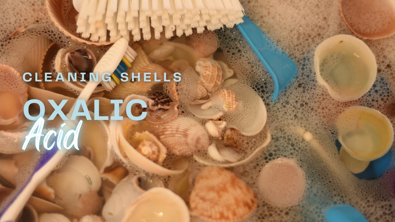 Exposing the Truth: Why Oxalic Acid Fails at Cleaning FLBeach Shells (And No One's Talking About It)