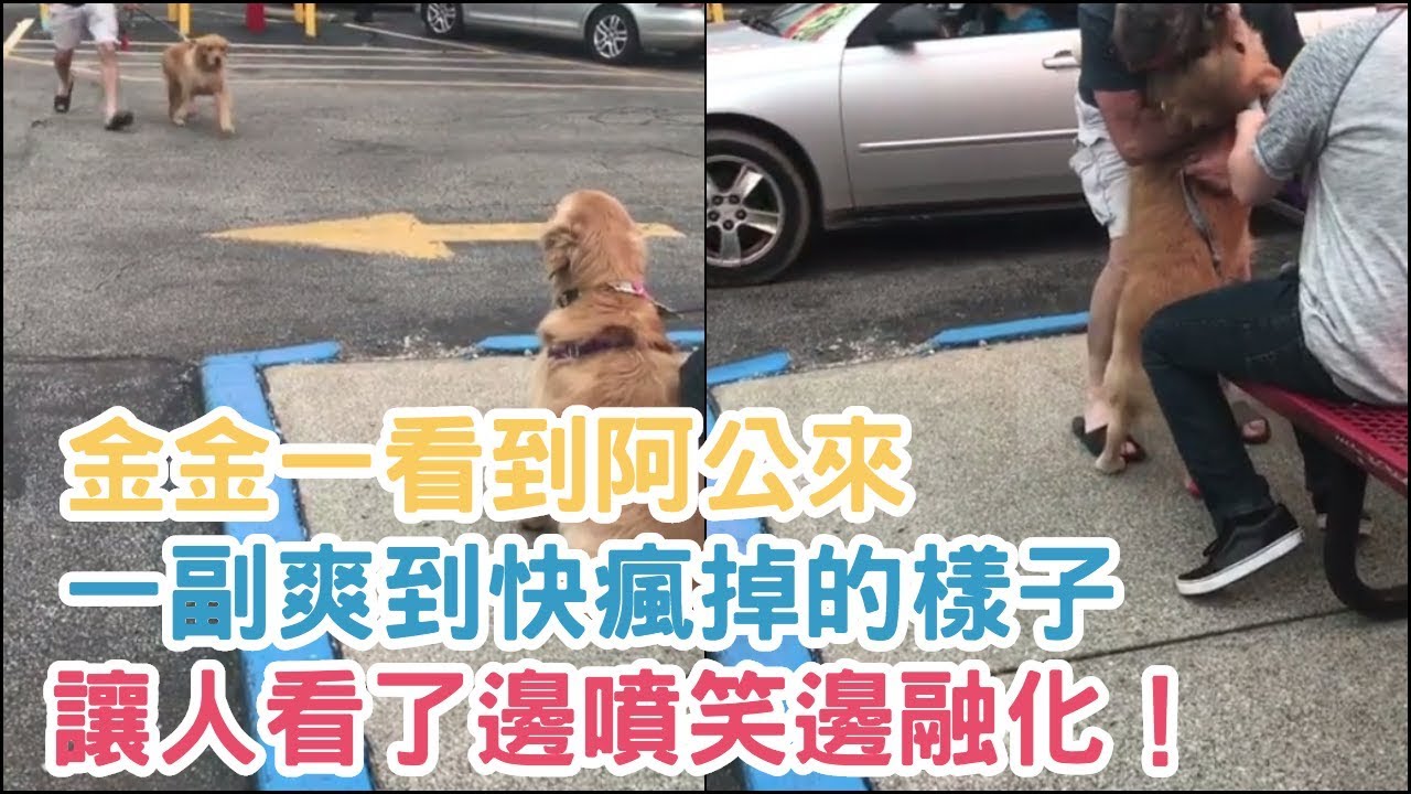 金金一看到阿公來，一副爽到快瘋掉的樣子....真的讓人看了邊噴笑邊融化啦！【汪汪仙貝】