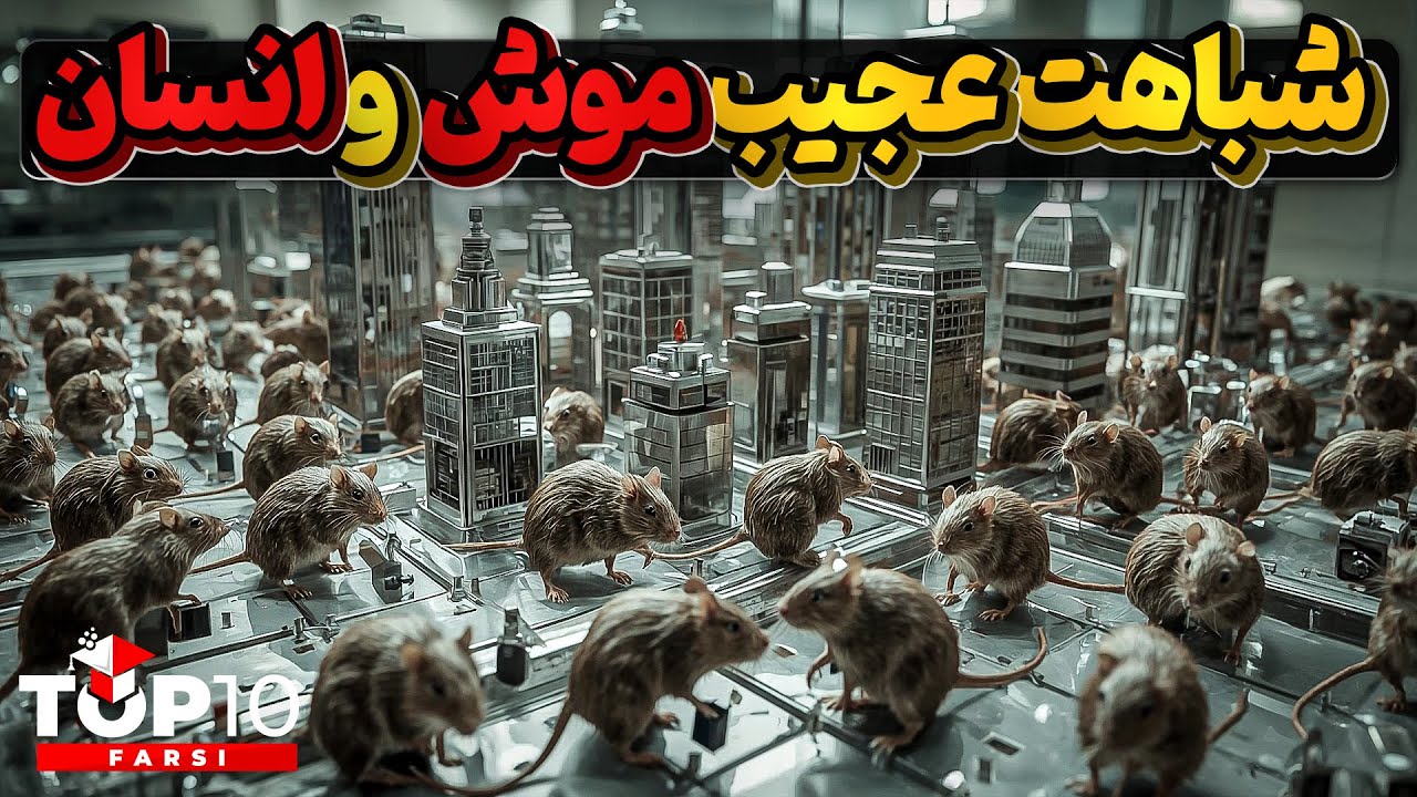 یونیورس 25 ، انقراض موشهای ساکن یک شهر با تمام امکانات رفاهی
