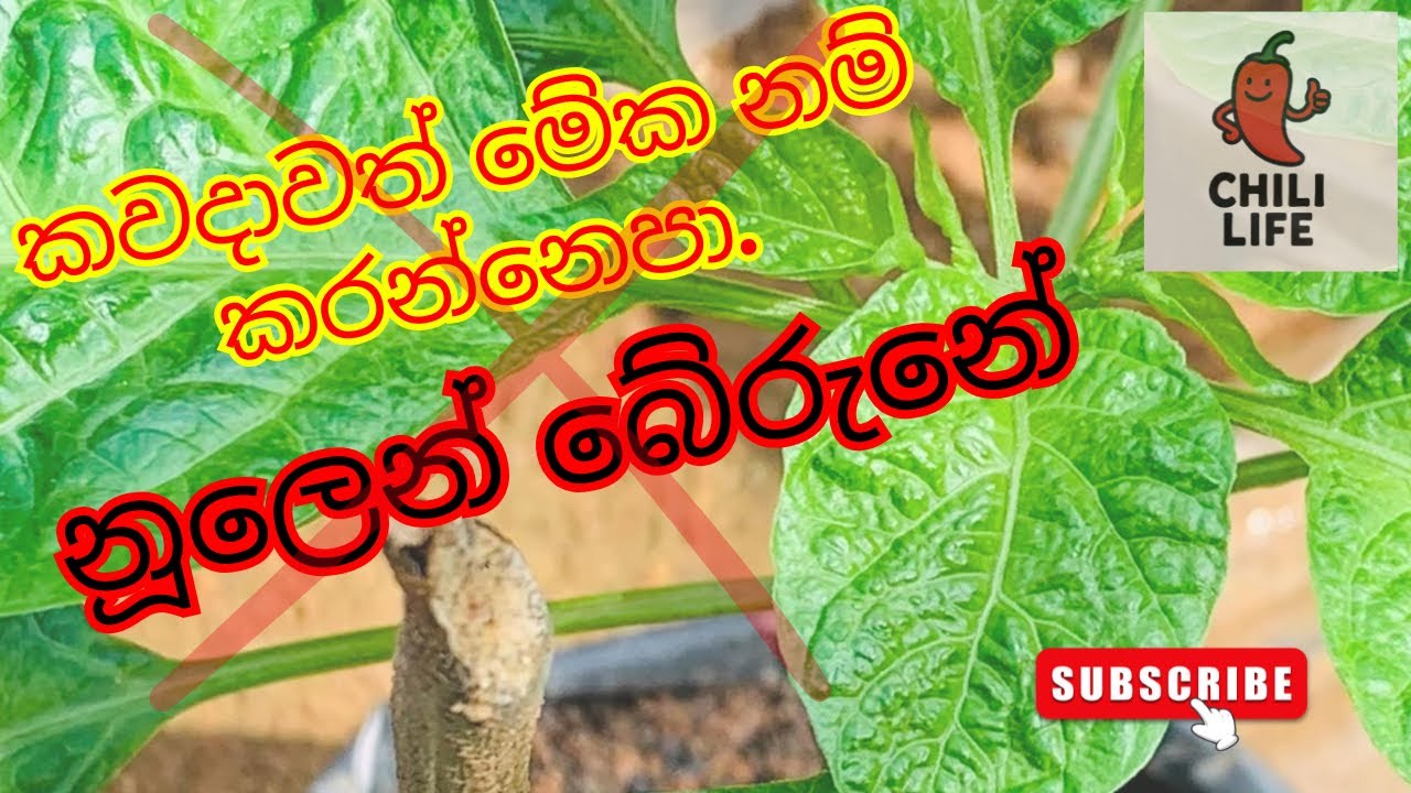 තව චුට්ටෙන් වගාවම ඉවරයි 😩💁❌ #නයිමිරිස් #scotchbonnet #gardening #farming 