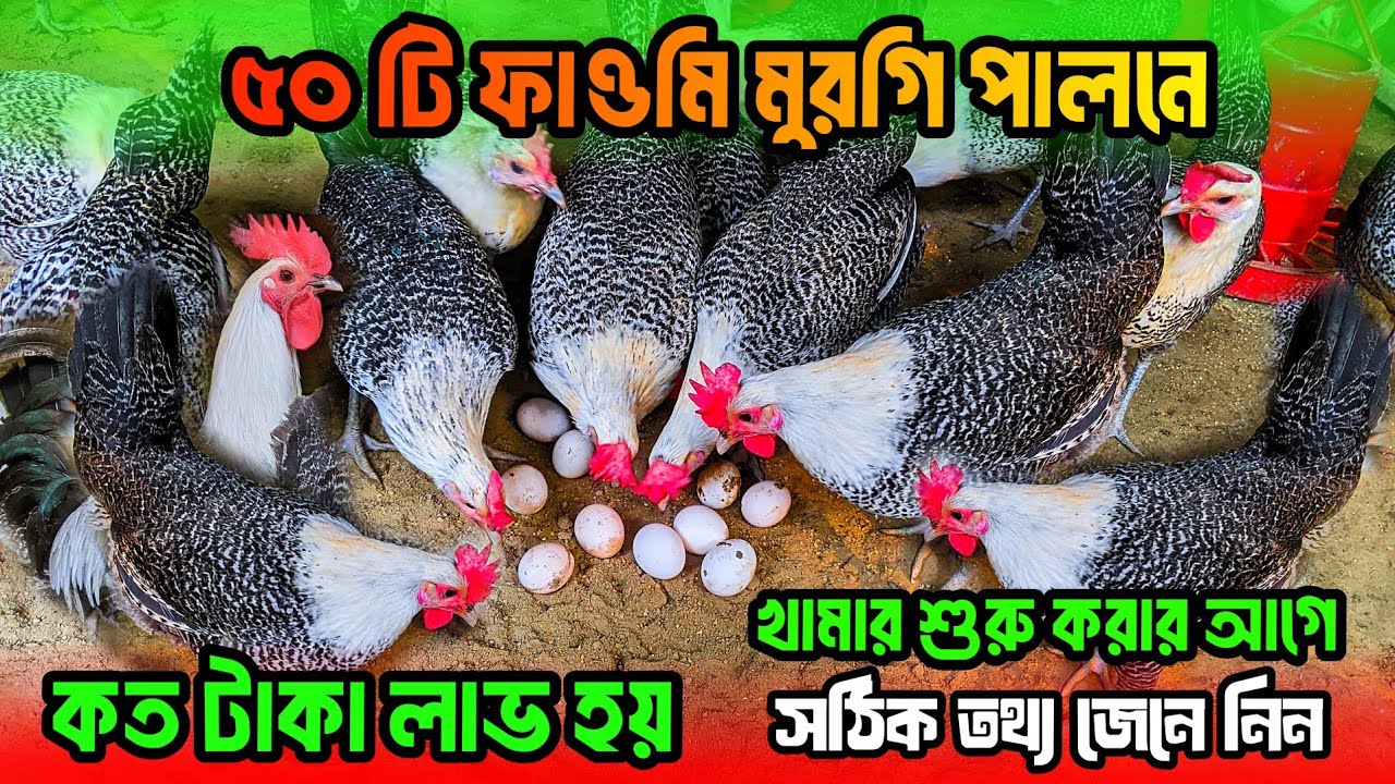 ৫০ টি ফাওমি মুরগি পালনে কত টাকা লাভ হয় | খামার শুরু করার আগে জেনে নিন ফাওমি মুরগি পালন পদ্ধতি 