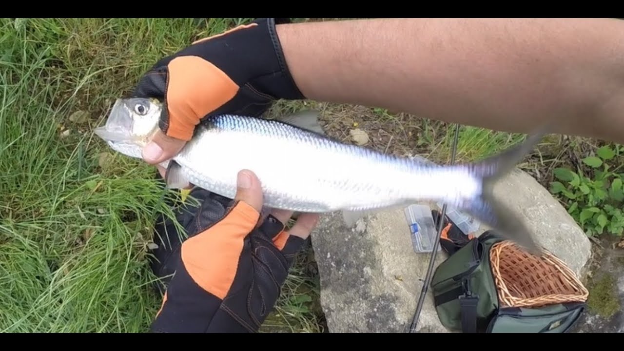 Pesca às Savelhas / Alosa fallax  no Rio Minho