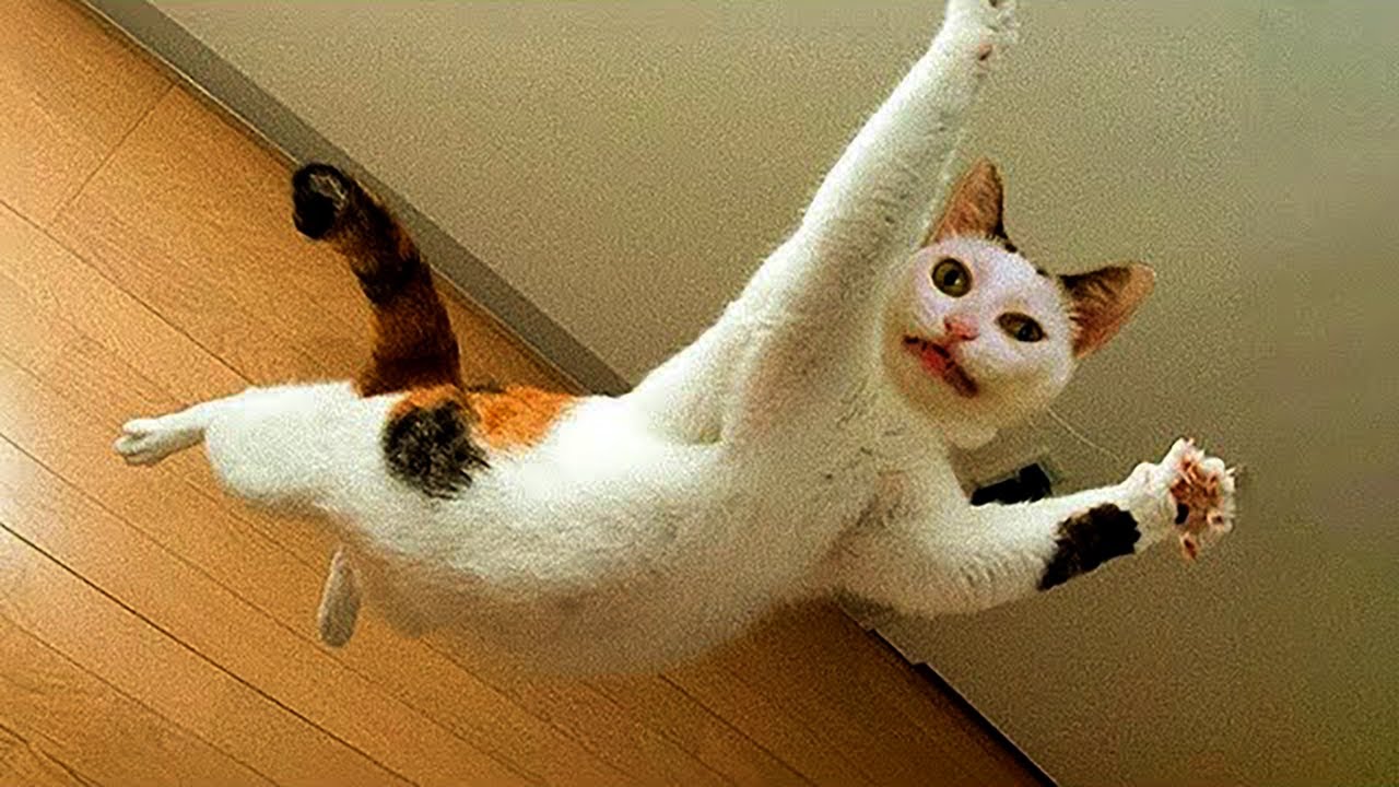 Hilarious Animal Will Make You Laugh #43