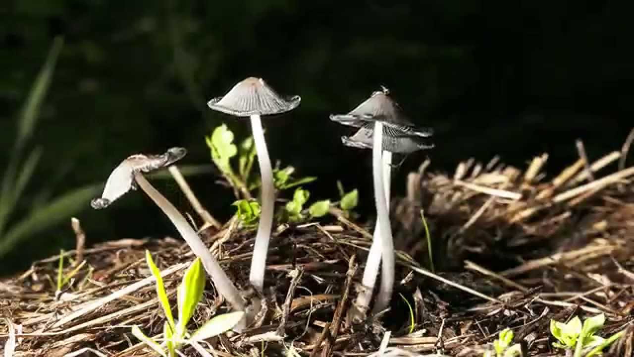 Common Inkcap