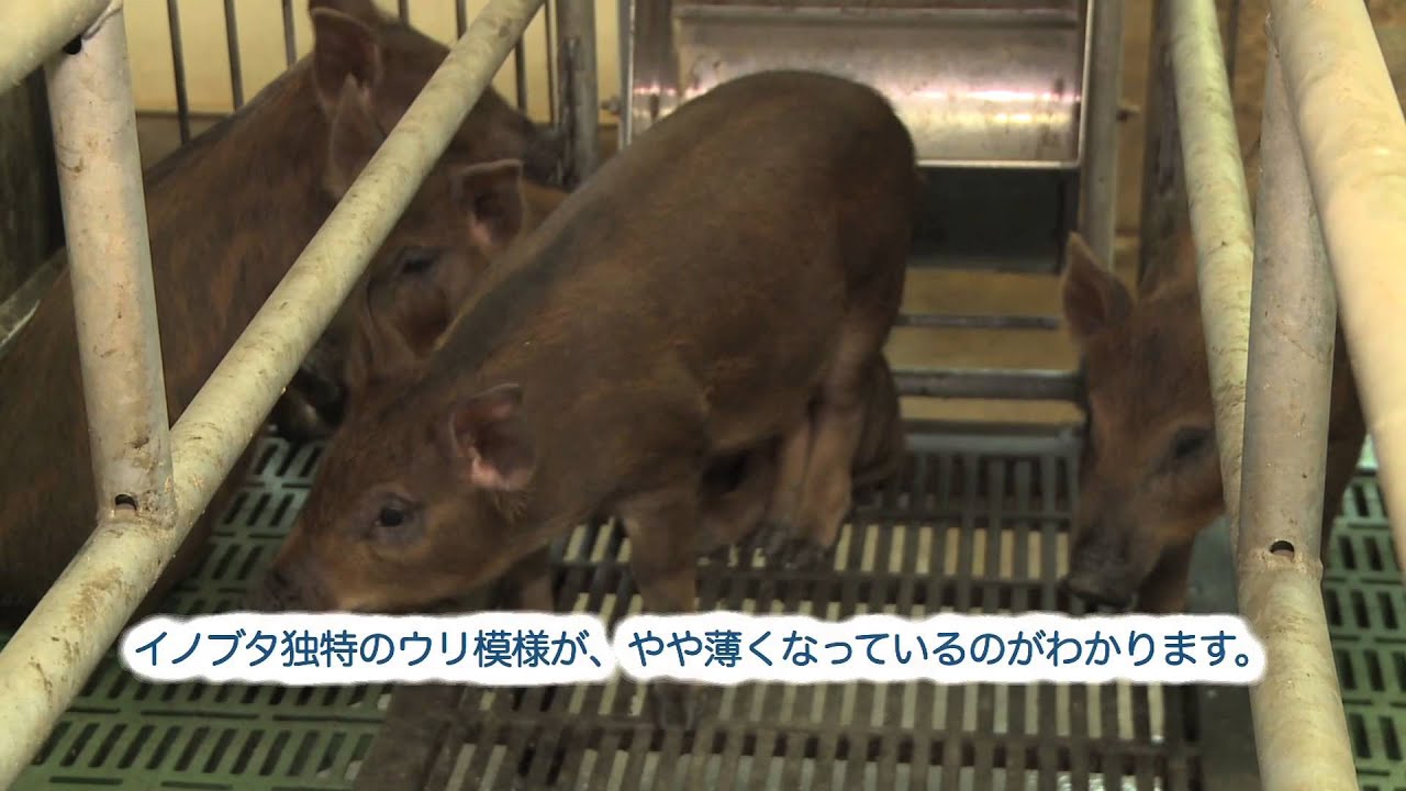 上野村の美味しい特産品！いのぶた
