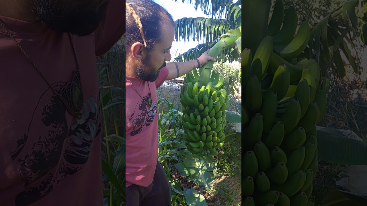 Banana harvest in south Crete Autarky projects