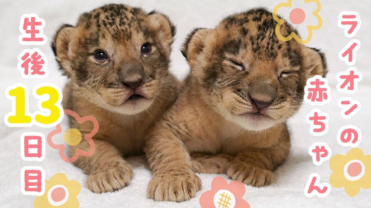 ライオンの赤ちゃん 🐾（生後13日目）