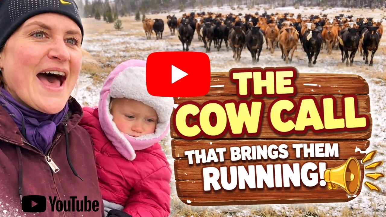 The Cow Call That Brings the Whole Herd Running