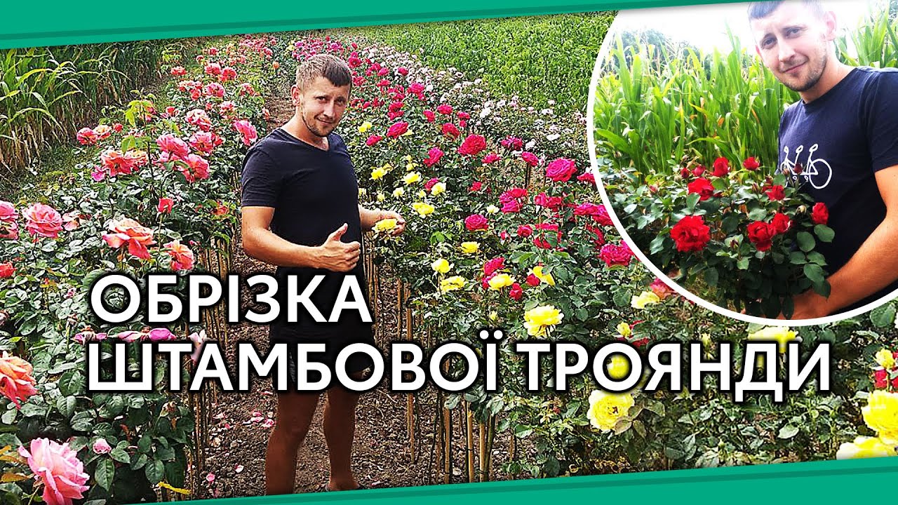 Обрезка штамбовой розы. Уход за розой #ОбрезкаШтамбовойРозы #УходЗаРозой #ИдеяСад
