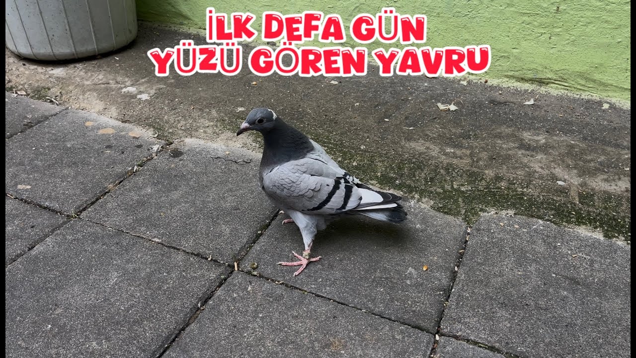 İLK DEFA GÜN YÜZÜ GÖREN YAVRU ( DUMANLI VE KULA YAVRUSU YAŞIYOR MU .! )