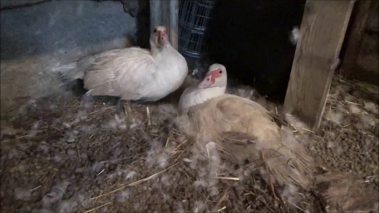 Muscovy Duck Hatching Question? Please Help! Graphic Warning, dead baby duck.
