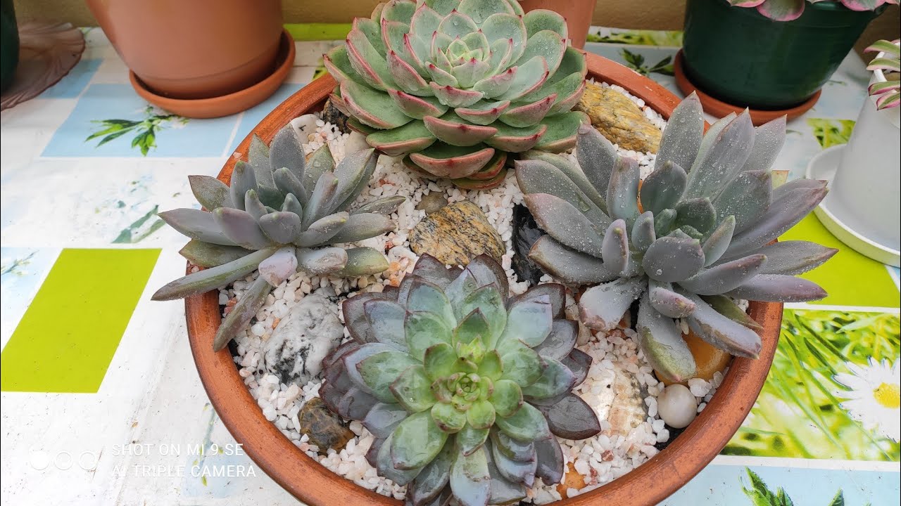 # novo espaço para minhas plantas.# fazendo um lindo arranjo 🥰, venha ver🇵🇹