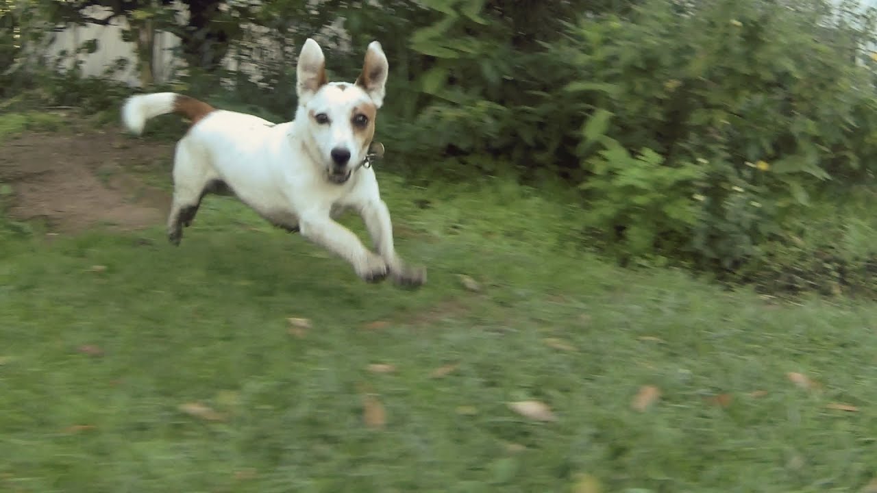Slow Motion Dog HD