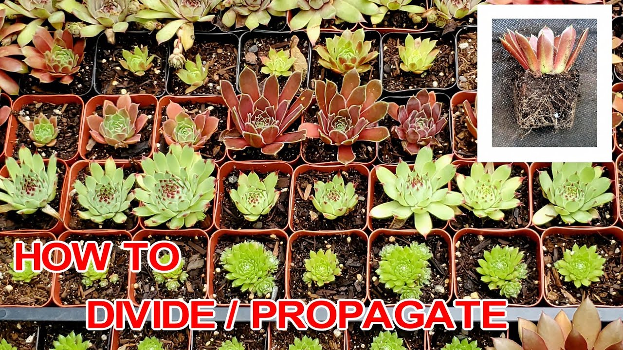 Sempervivum Succulent Division/Propagation | How to Divide/Propagate Hens & Chicks| NJ and TX Garden