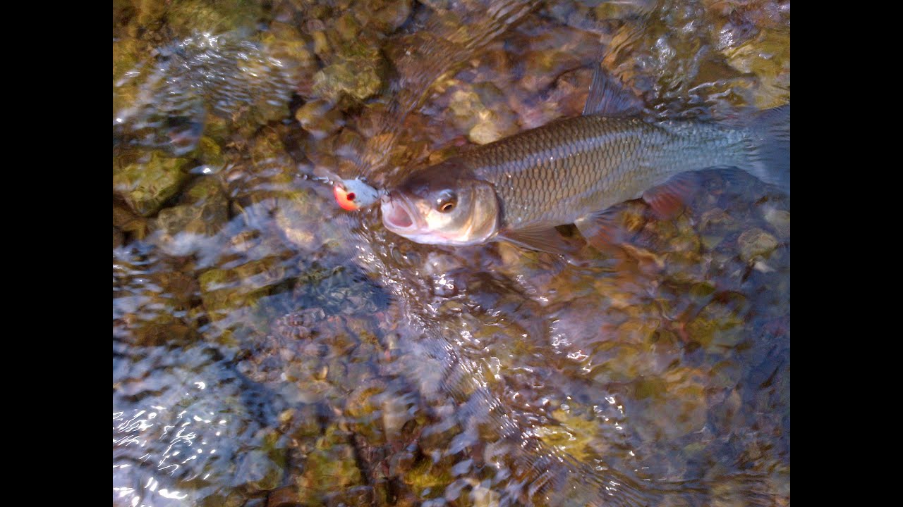 Varalicarenje klena- Veliki Rzav