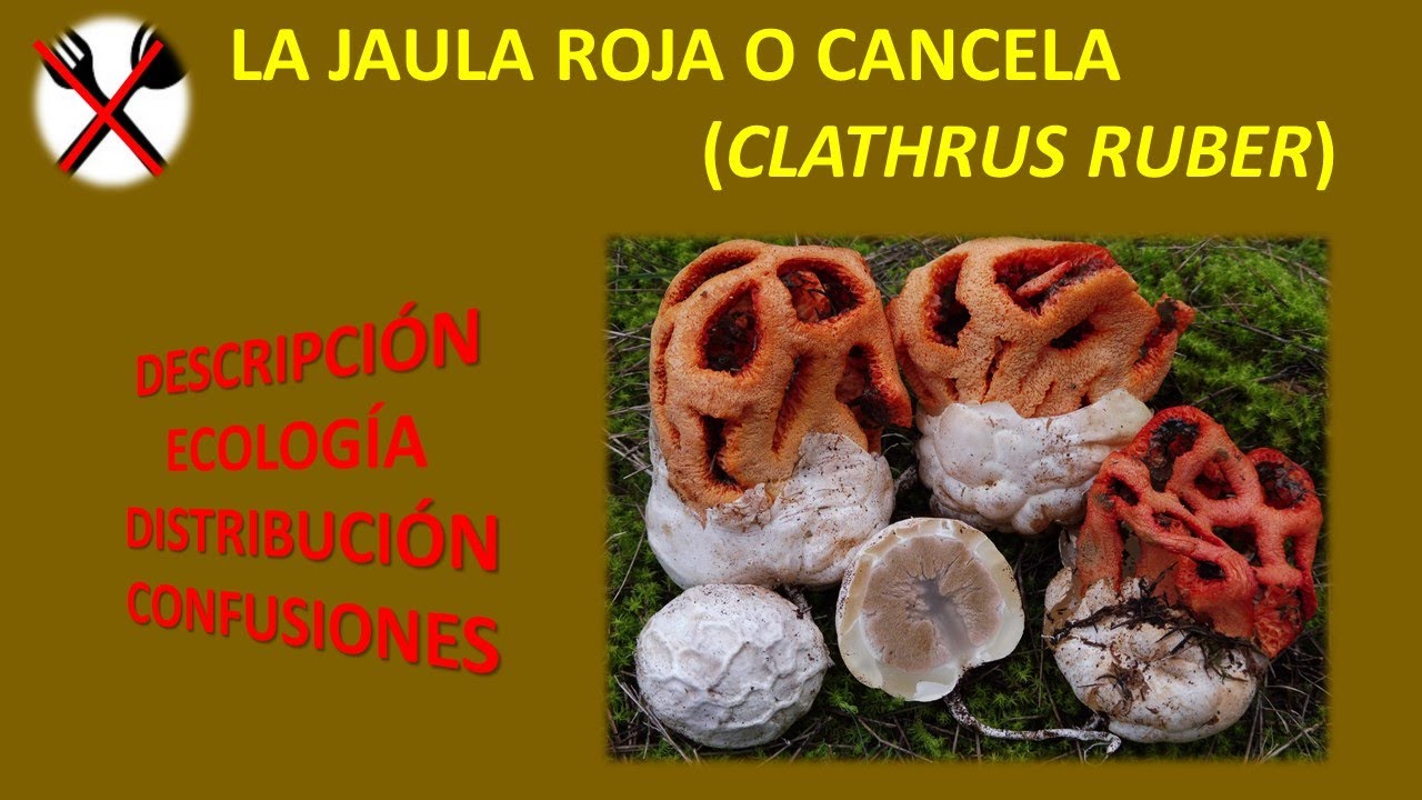 La jaula roja (Clathrus ruber)