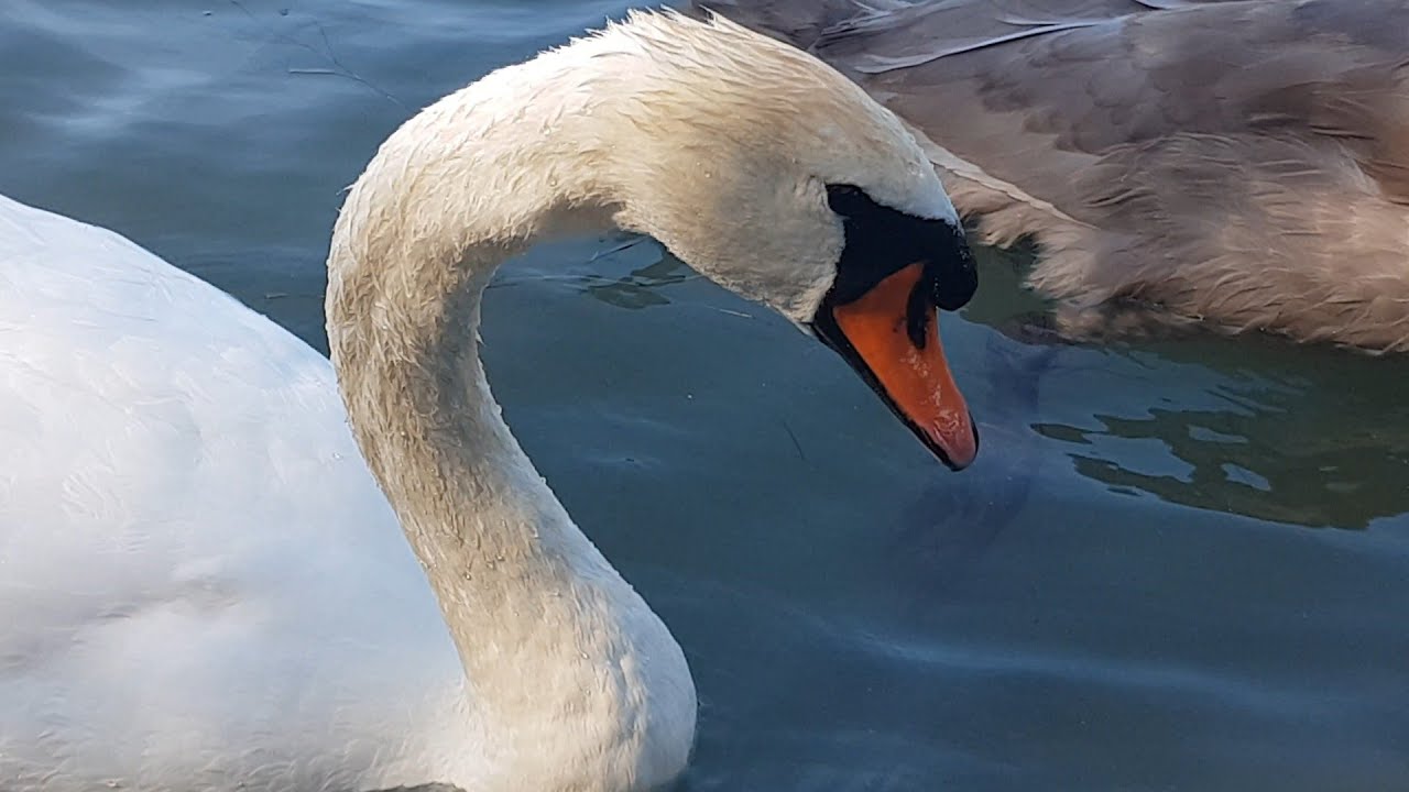 🦢Schwanfamilie beim Gründeln beobachten...(Watching a 🦢swan family dabbling)