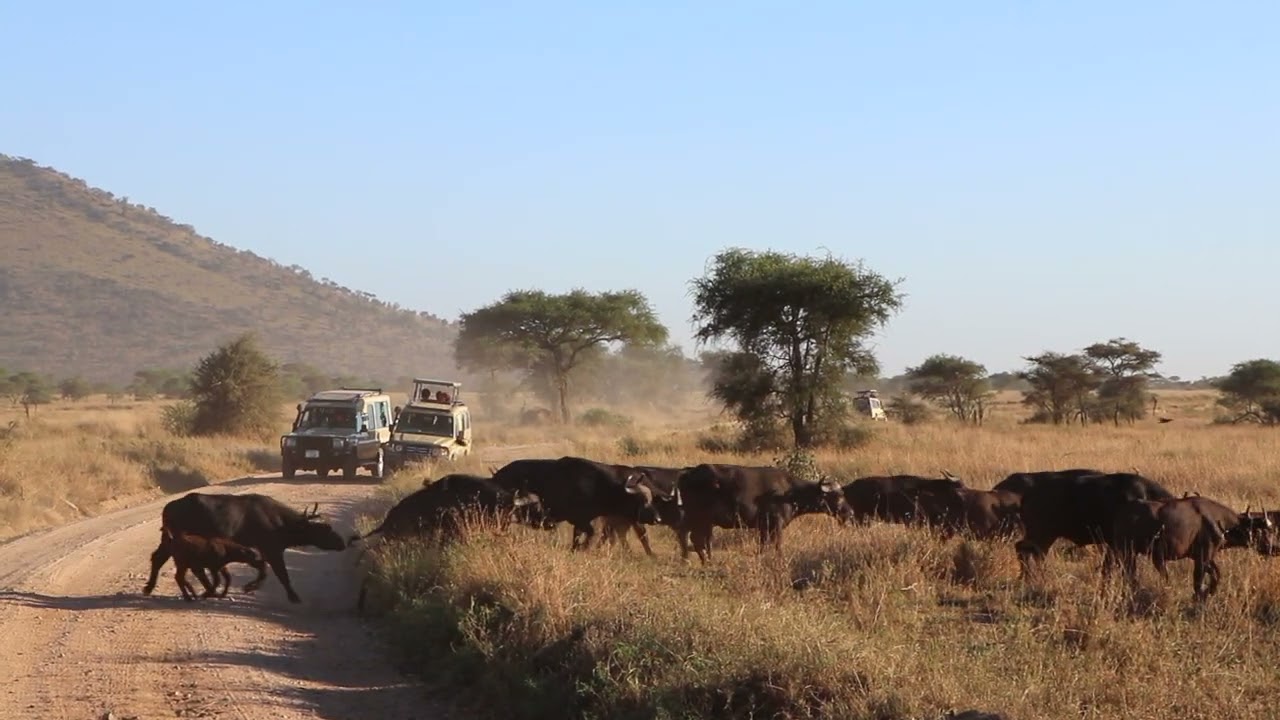 Spectaculair wildebeest crossing Serengeti National Park