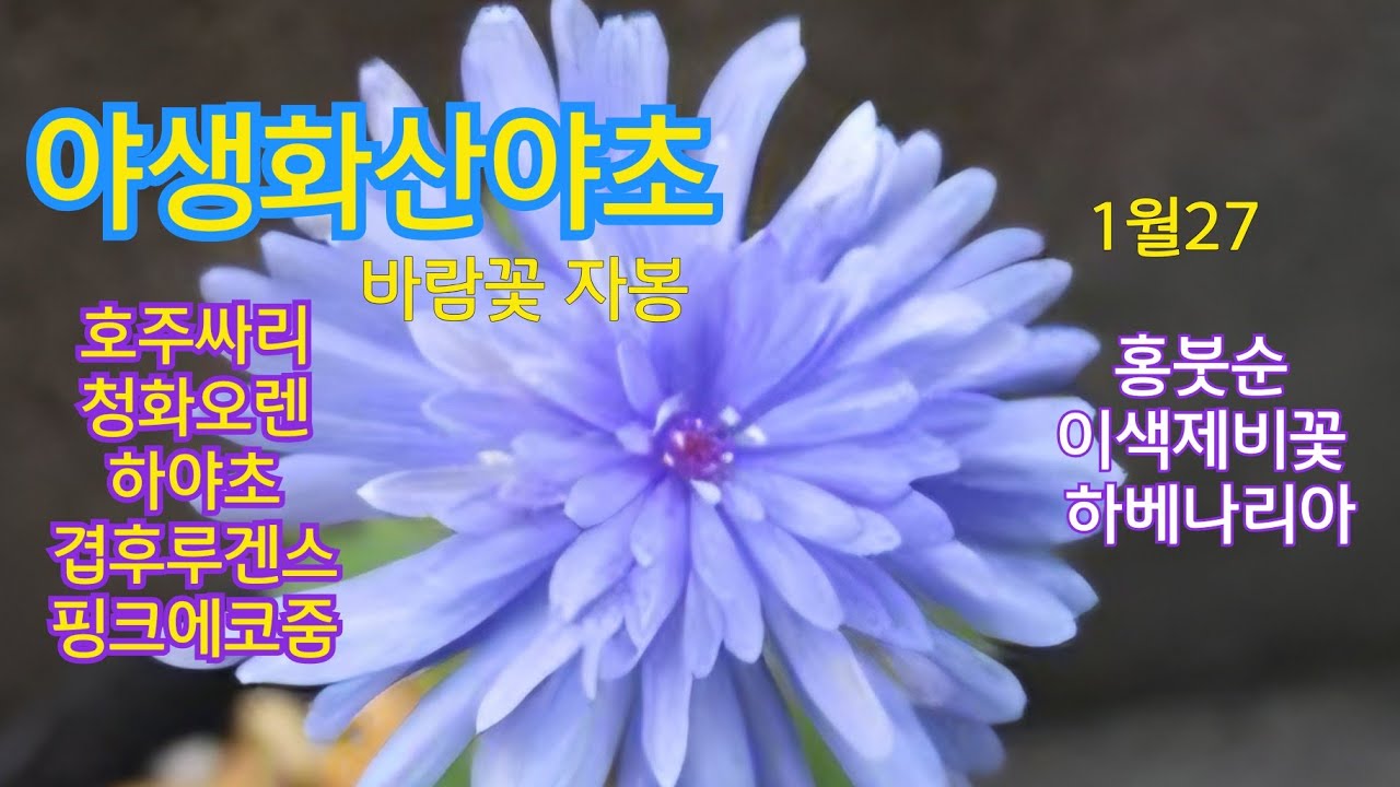야생화산야초#홍붓순#바람꽃자봉#피그미산딸#흑산사#무늬개나리#시클라멘#앵초#피뿌리#진달래#털도단#쯔쯔지#빨강돌단풍